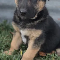 Eli, a male German Shepherd Dog for sale in Oklahoma City, OK – Photo 6 of 10