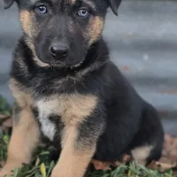 Eli, a male German Shepherd Dog for sale in Oklahoma City, OK – Photo 8 of 10