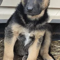 Eli, a male German Shepherd Dog for sale in Oklahoma City, OK – Photo 3 of 10