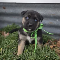 Eli, a male German Shepherd Dog for sale in Oklahoma City, OK – Photo 7 of 10