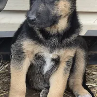 Eli, a male German Shepherd Dog for sale in Oklahoma City, OK – Photo 1 of 10