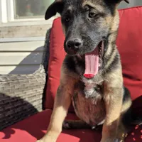 Eli, a male German Shepherd Dog for sale in Oklahoma City, OK – Photo 5 of 10