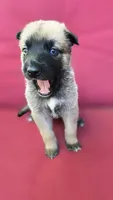 Kiwi, a female Belgian Malinois and German Shepherd Dog for sale in Oklahoma City, OK – 6 of 6