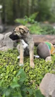 Diamond, a female German Shepherd Dog for sale in Oklahoma City, OK – 5 of 10