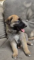 Ussop, a male Belgian Malinois and German Shepherd Dog for sale in Oklahoma City, OK – 4 of 7