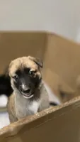 Sapphire, a female German Shepherd Dog for sale in Oklahoma City, OK – 2 of 5