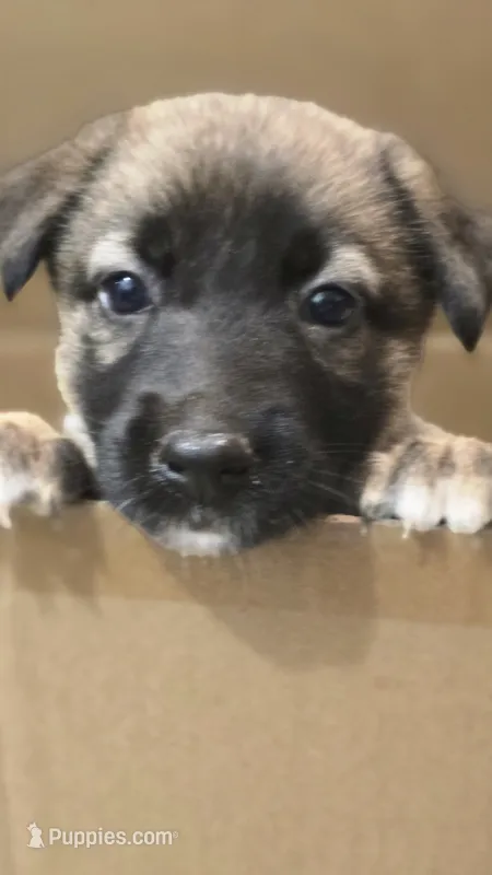 Emerald – Belgian Malinois, German Shepherd Dog puppy for sale in Oklahoma City, OK
