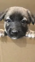 Emerald, a female Belgian Malinois and German Shepherd Dog for sale in Oklahoma City, OK – 1 of 5