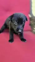 Zorro, a male Belgian Malinois and German Shepherd Dog for sale in Oklahoma City, OK – 4 of 5