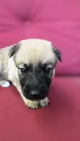 Luffy, a male Belgian Malinois and German Shepherd Dog for sale in Oklahoma City, OK – 5 of 6
