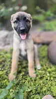 Emerald, a female German Shepherd Dog for sale in Oklahoma City, OK – 5 of 10