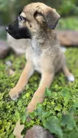 Emerald, a female German Shepherd Dog for sale in Oklahoma City, OK – 4 of 10