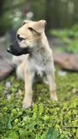 Luffy, a male German Shepherd Dog for sale in Oklahoma City, OK – 5 of 10