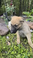 Sapphire, a female German Shepherd Dog for sale in Oklahoma City, OK – 3 of 10