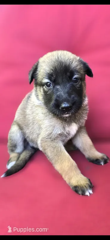 Ussop – Belgian Malinois, German Shepherd Dog puppy for sale in Oklahoma City, OK