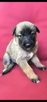 Ussop, a male Belgian Malinois and German Shepherd Dog for sale in Oklahoma City, OK – 1 of 1