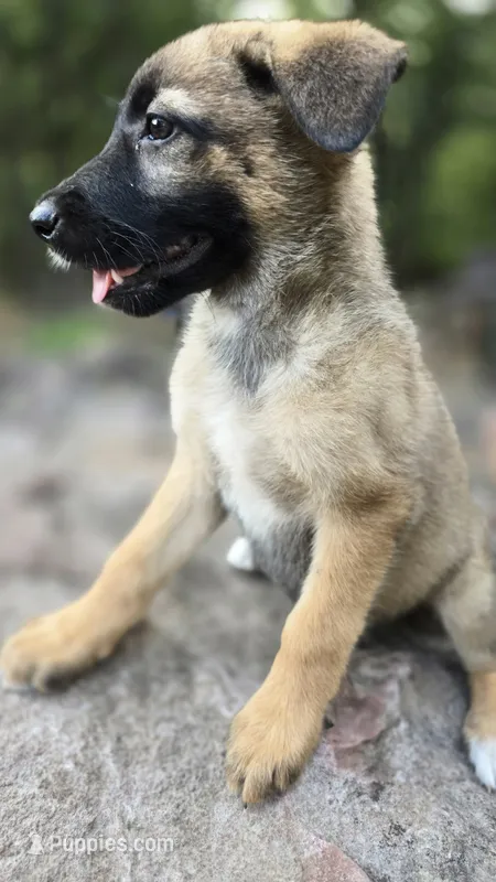 Emerald – German Shepherd Dog puppy for sale in Oklahoma City, OK
