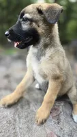Emerald, a female German Shepherd Dog for sale in Oklahoma City, OK – 1 of 10