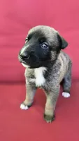 Diamond, a female Belgian Malinois and German Shepherd Dog for sale in Oklahoma City, OK – 3 of 7