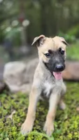 Luffy, a male German Shepherd Dog for sale in Oklahoma City, OK – 4 of 10