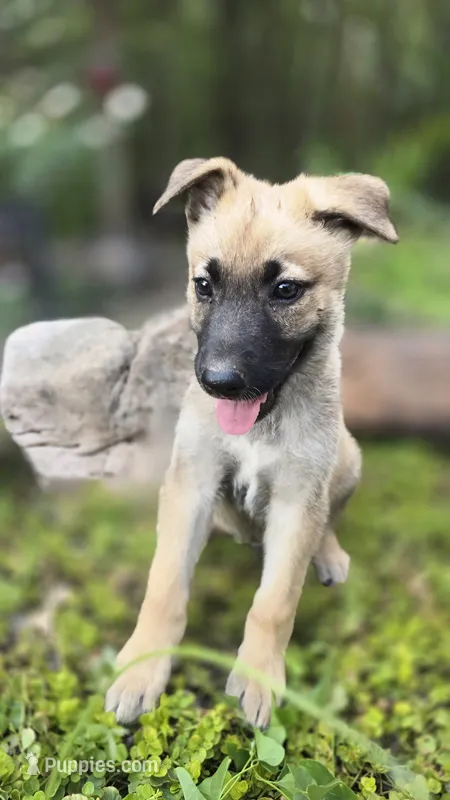 Luffy – German Shepherd Dog puppy for sale in Oklahoma City, OK