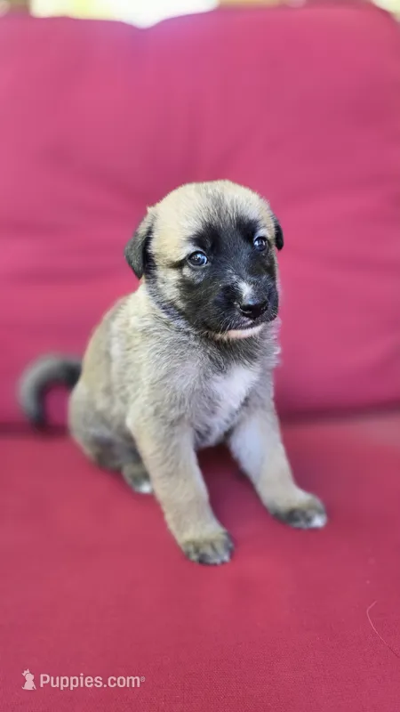 Sapphire – Belgian Malinois, German Shepherd Dog puppy for sale in Oklahoma City, OK