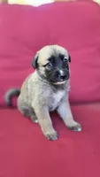 Sapphire, a female Belgian Malinois and German Shepherd Dog for sale in Oklahoma City, OK – 2 of 4