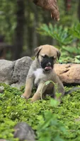 Ussop, a male Belgian Malinois and German Shepherd Dog for sale in Oklahoma City, OK – 3 of 7