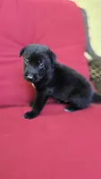 Zorro, a male Belgian Malinois and German Shepherd Dog for sale in Oklahoma City, OK – 3 of 5