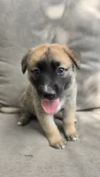 Ussop, a male Belgian Malinois and German Shepherd Dog for sale in Oklahoma City, OK – 2 of 7