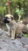 Luffy, a male German Shepherd Dog for sale in Oklahoma City, OK – 2 of 9