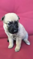 Luffy, a male Belgian Malinois and German Shepherd Dog for sale in Oklahoma City, OK – 6 of 6
