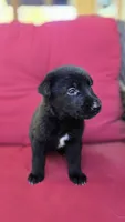 Zorro, a male Belgian Malinois and German Shepherd Dog for sale in Oklahoma City, OK – 2 of 5
