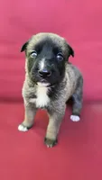 Diamond, a female Belgian Malinois and German Shepherd Dog for sale in Oklahoma City, OK – 7 of 7