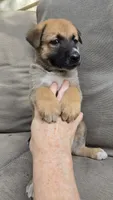 Ussop, a male Belgian Malinois and German Shepherd Dog for sale in Oklahoma City, OK – 5 of 7