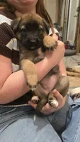 Emerald, a female Belgian Malinois and German Shepherd Dog for sale in Oklahoma City, OK – 2 of 5