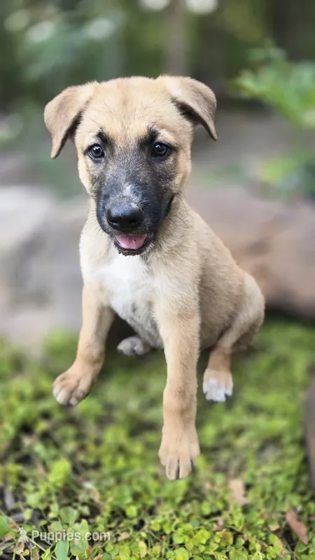 Chef – German Shepherd Dog puppy for sale in Oklahoma City, OK