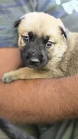 Luffy, a male Belgian Malinois and German Shepherd Dog for sale in Oklahoma City, OK – 2 of 6