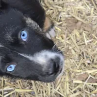 Lil miss #3 aka Rocket, a female German Shepherd Dog for sale in Oklahoma City, OK – Photo 5 of 8