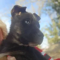 Lil miss #3 aka Rocket, a female German Shepherd Dog for sale in Oklahoma City, OK – Photo 6 of 8
