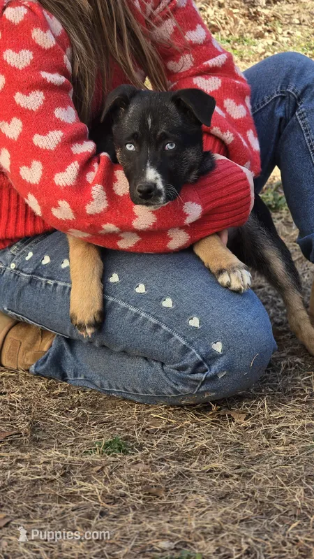 Lil miss #3 aka Rocket