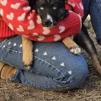 Lil miss #3 aka Rocket, a female German Shepherd Dog for sale in Oklahoma City, OK – Photo 1 of 8