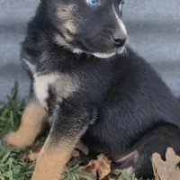 Lil miss #3 aka Rocket, a female German Shepherd Dog for sale in Oklahoma City, OK – Photo 3 of 8