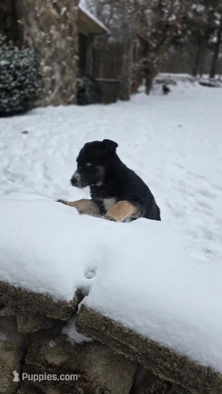 Lil miss #3 aka Rocket