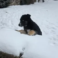 Lil miss #3 aka Rocket, a female German Shepherd Dog for sale in Oklahoma City, OK – Photo 2 of 8