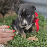 Lil miss #3 aka Rocket, a female German Shepherd Dog for sale in Oklahoma City, OK – Photo 8 of 8