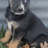 Lil miss #3 aka Rocket, a female German Shepherd Dog for sale in Oklahoma City, OK – Photo 4 of 8