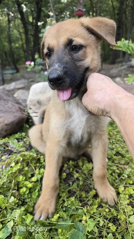 Ussop – German Shepherd Dog puppy for sale in Oklahoma City, OK