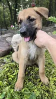 Ussop, a male German Shepherd Dog for sale in Oklahoma City, OK – 1 of 10