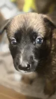 Diamond, a female German Shepherd Dog for sale in Oklahoma City, OK – 2 of 10